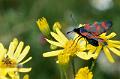 zygaena filipendula